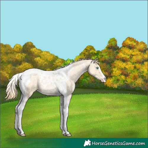 Horse Color:Buckskin Pearl Tobiano Appaloosa 