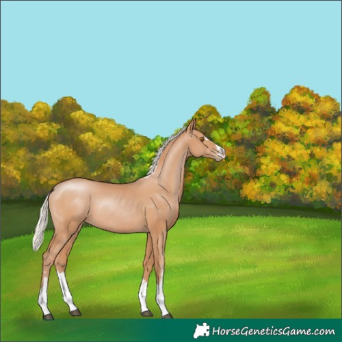 Horse Color:Silver Black Pearl Rabicano 