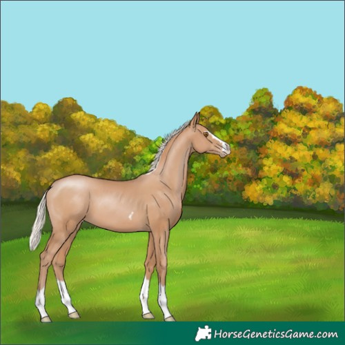 Horse Color:Silver Black Pearl 