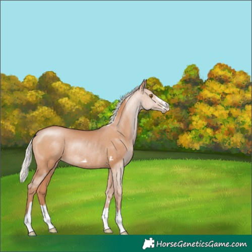 Horse Color:Silver Black Pearl Rabicano 