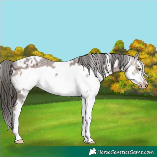 Horse Color:White Spotted Liver Chestnut Frame Appaloosa 