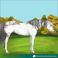 Horse Color:White Spotted Liver Chestnut Frame Varnish