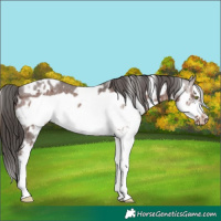 Horse Color:White Spotted Liver Chestnut Frame Appaloosa