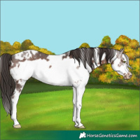 Horse Color:White Spotted Liver Chestnut Frame Appaloosa 
