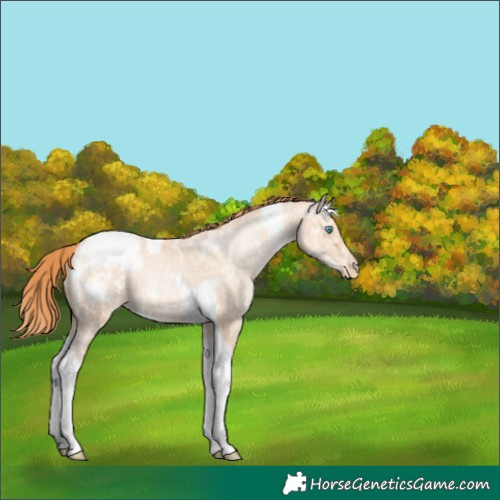 Horse Color:Amber Champagne Ice Pearl Tobiano Appaloosa 