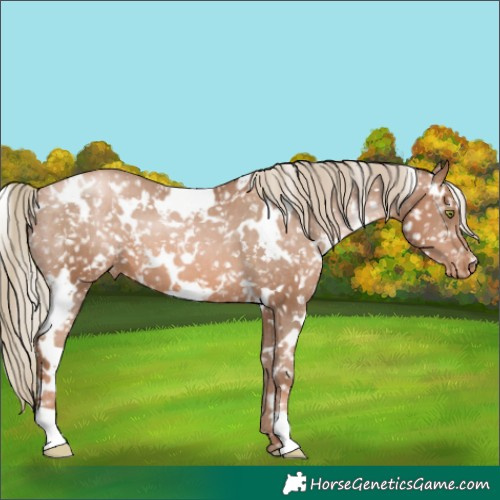 Horse Color:White Spotted Liver Chestnut Pearl Appaloosa 