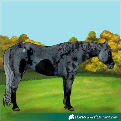 Horse Color:ERROR: UNKNOWN ANOMALY