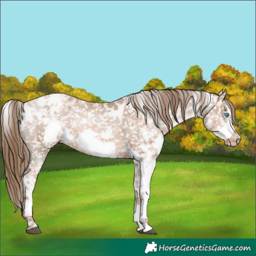 Horse Color:White Spotted Liver Chestnut Pearl Frame Appaloosa 