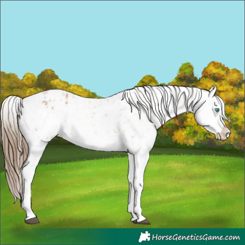 Horse Color:White Spotted Liver Chestnut Pearl Frame Appaloosa 