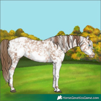 Horse Color:White Spotted Liver Chestnut Pearl Frame Snowflake Varnish 