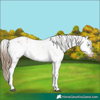 Horse Color:White Spotted Liver Chestnut Pearl Frame Appaloosa