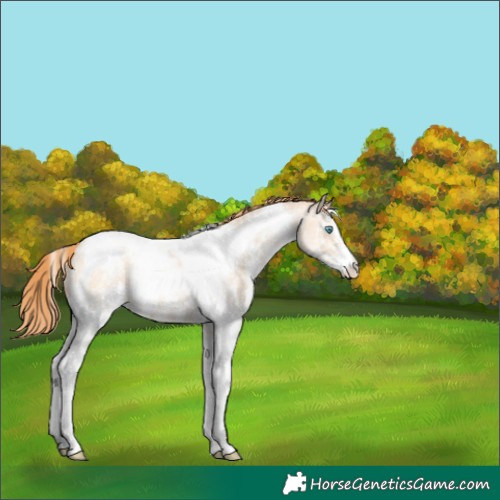 Horse Color:Amber Champagne Ice Pearl Sabino Tobiano Appaloosa 