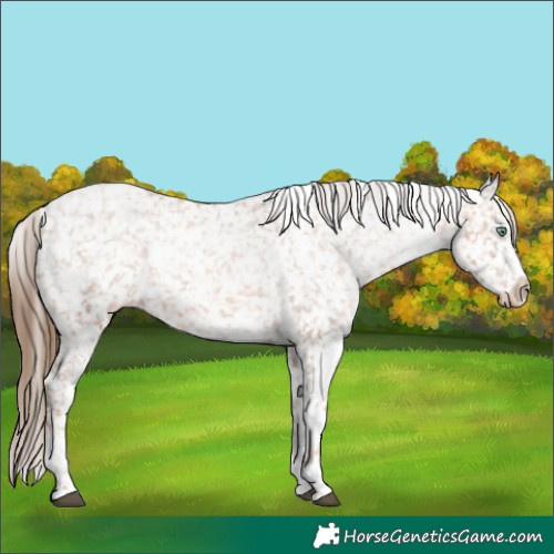 Horse Color:White Spotted Liver Chestnut Pearl Appaloosa