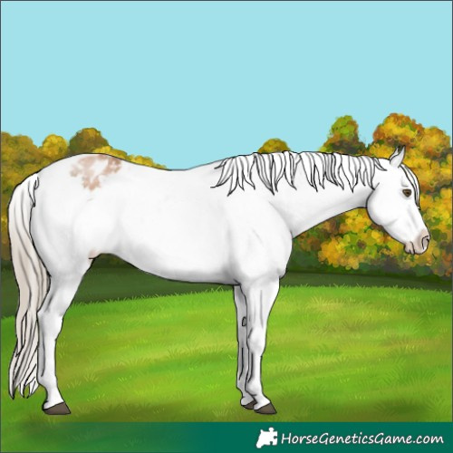 Horse Color:White Spotted Liver Chestnut Pearl Frame Appaloosa 