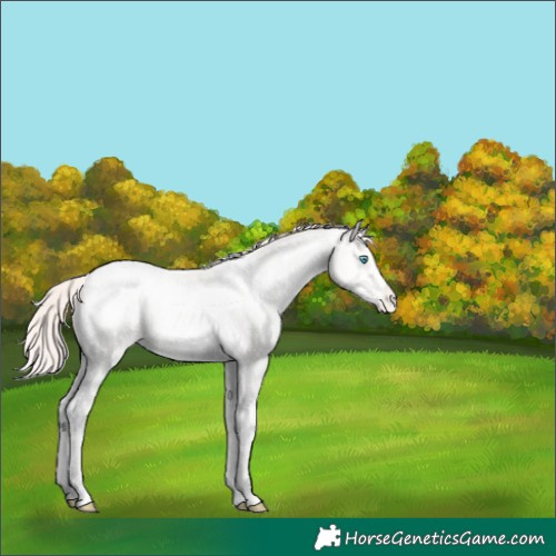 Horse Color:Amber Cream Champagne Ice Pearl Tobiano Appaloosa 