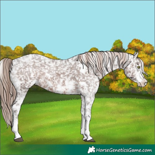 Horse Color:White Spotted Liver Chestnut Ice Appaloosa