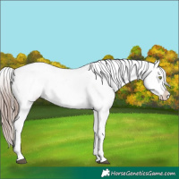 Horse Color:White Spotted Liver Chestnut Ice Snowflake Varnish