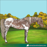 Horse Color:White Spotted Liver Chestnut Ice Appaloosa 