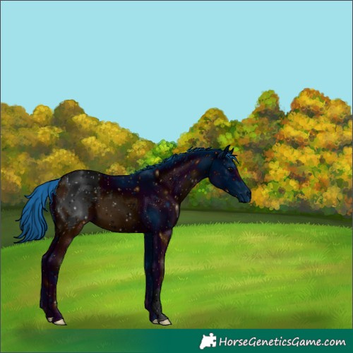 Horse Color:ERROR: UNKNOWN ANOMALY