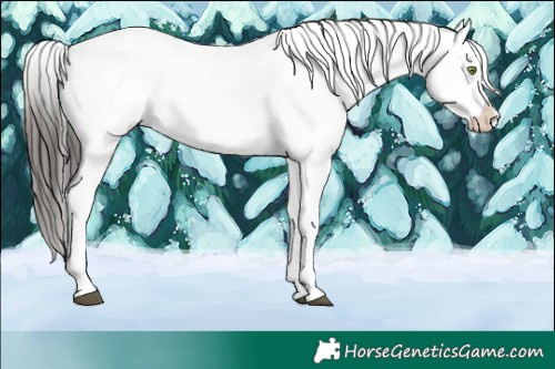 Horse Color:White Spotted Liver Chestnut Appaloosa 