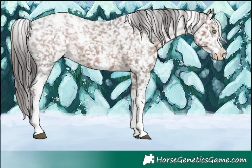 Horse Color:White Spotted Liver Chestnut Appaloosa 