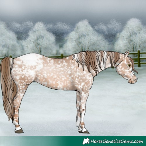 Horse Color:White Spotted Liver Chestnut Pearl Appaloosa 