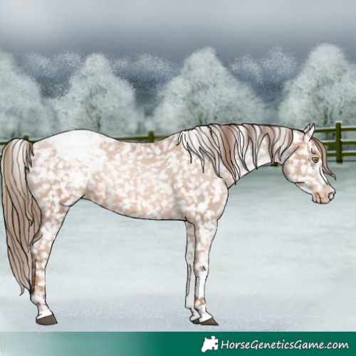 Horse Color:White Spotted Liver Chestnut Pearl Appaloosa 