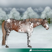 Horse Color:White Spotted Liver Chestnut Appaloosa 