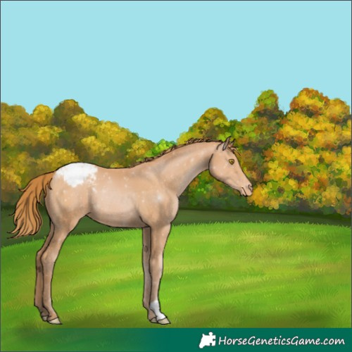 Horse Color:Bay Pearl Appaloosa 