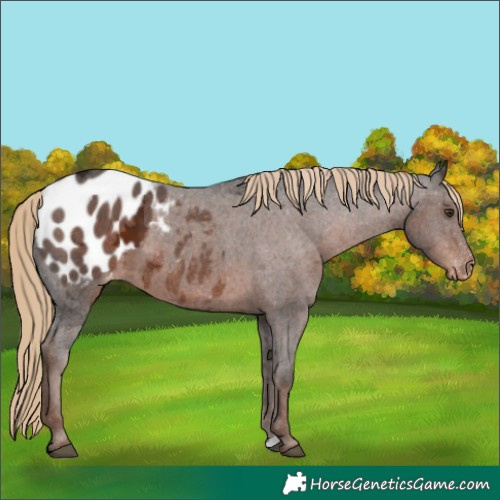 Horse Color:Liver Chestnut Ice Appaloosa