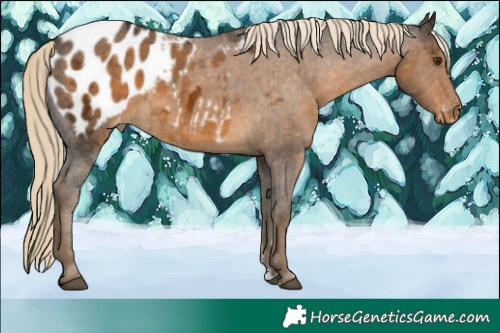 Horse Color:Chocolate Palomino Ice Appaloosa 