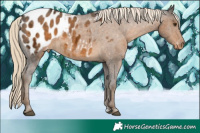 Horse Color:Chocolate Palomino Ice Appaloosa 