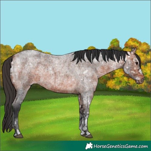 Horse Color:Bay Ice Roan 