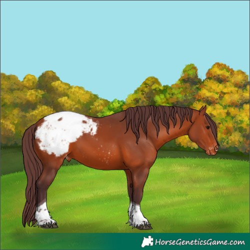 Horse Color:Chocolate Bay Tobiano Snowcap 