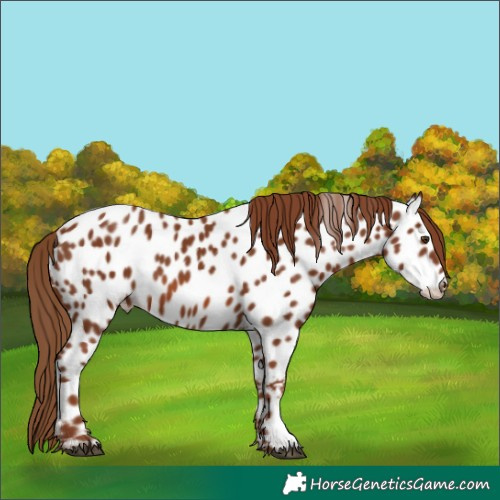 Horse Color:Chestnut Appaloosa 