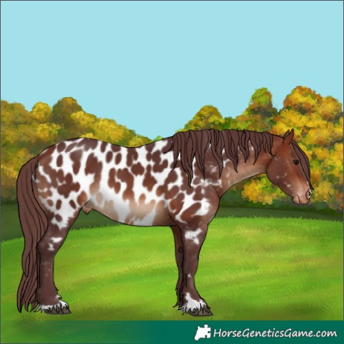 Horse Color:Chocolate Brown Near Leopard Rabicano 