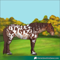 Horse Color:Chocolate Brown Near Leopard Rabicano