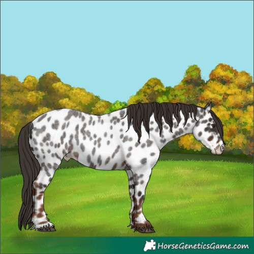 Horse Color:Liver Red Roan Appaloosa 