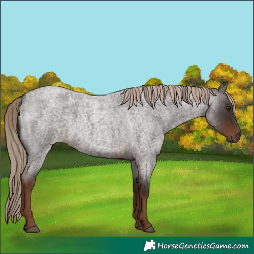 Horse Color:Liver Red Roan 