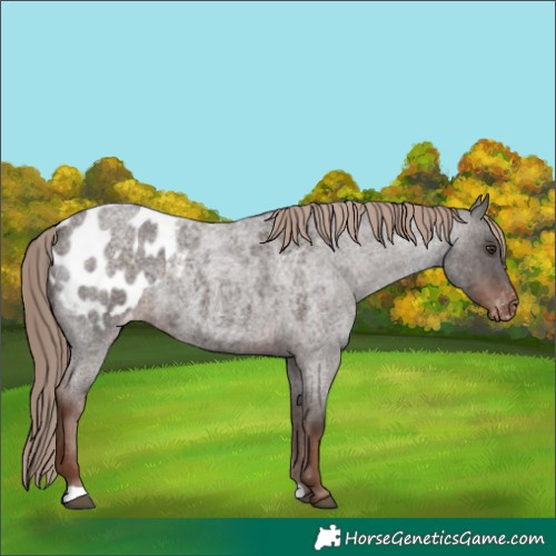Horse Color:Liver Red Roan Appaloosa