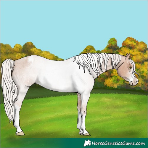 Horse Color:Silver Classic Champagne Roan Sabino Appaloosa Rabicano 