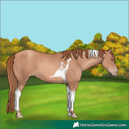 Horse Color:Gold Champagne Tobiano 