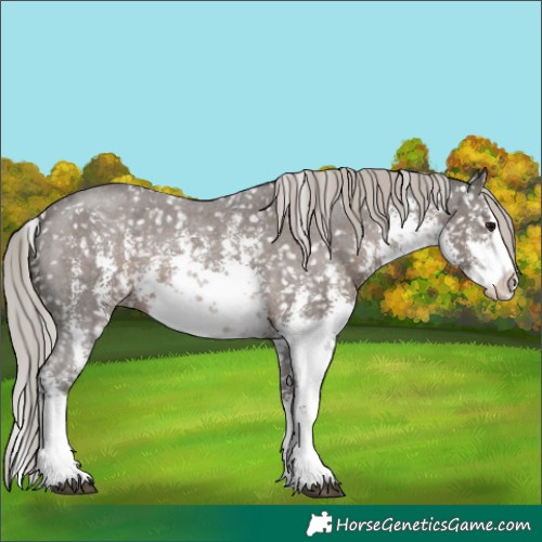 Horse Color:White Spotted Silver Black Sabino Splash Appaloosa 