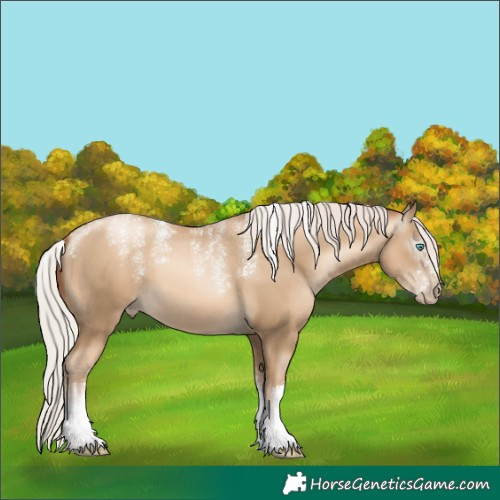 Horse Color:Unknown 