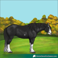 Horse Color:Gray Black Splash 