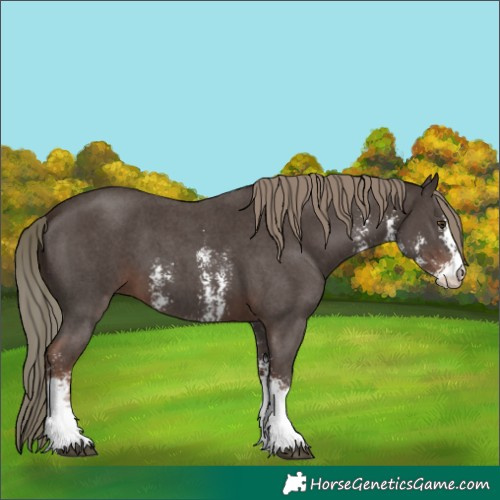 Horse Color:Liver Chestnut Mushroom Sabino
