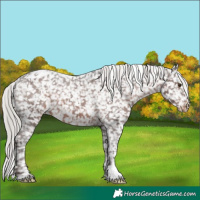 Horse Color:Silver Brown Mushroom Appaloosa 