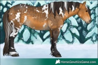 Horse Color:White Spotted Buckskin