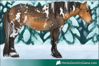 Horse Color:White Spotted Buckskin