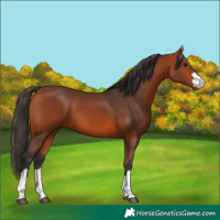 Horse Color:Bay 